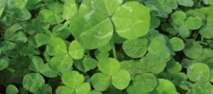 Mélange légumineuses MIXCLOVER S.A.S STIM