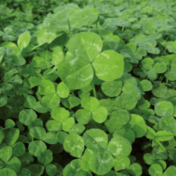 Mélange légumineuses MIXCLOVER S.A.S STIM