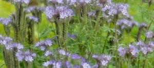 Phacélie LIZA AB non traité