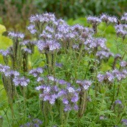 Phacélie LIZA AB non traité