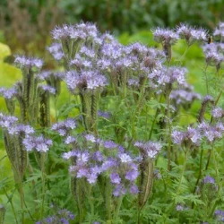 Phacélie LIZA AB non traité