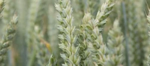 Blé tendre MOWGLI VIBRANCE GOLD