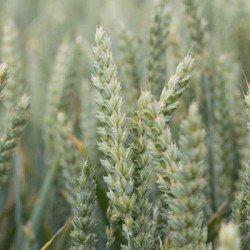 Blé tendre MOWGLI VIBRANCE GOLD