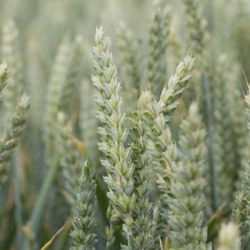 Blé tendre MOWGLI VIBRANCE GOLD