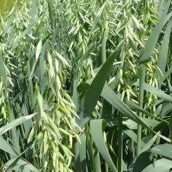 Avoine KARL Jaune AB non traité