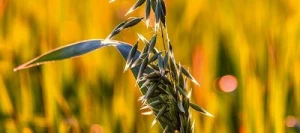 Avoine LONCHANT noire AB non traité