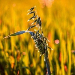 Avoine LONCHANT noire AB non traité