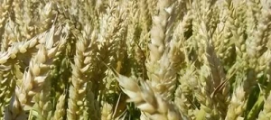 Blé tendre HASHTAG AB traité vinaigre