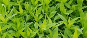 Niger RAMBA ZAMBA non traité