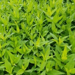 Niger RAMBA ZAMBA non traité