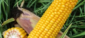 Maïs demi-précoce GOLIATH MaïsPROTECTOR