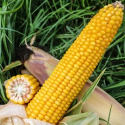 Maïs demi-précoce GOLIATH MaïsPROTECTOR