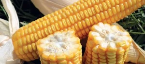 Maïs tardif PL 700 MaïsPROTECTOR