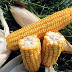 Maïs tardif PL 700 MaïsPROTECTOR