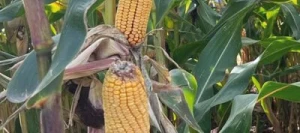 Maïs demi-précoce BIG BOSS MaïsPROTECTOR