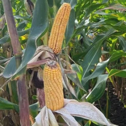 Maïs demi-précoce BIG BOSS MaïsPROTECTOR