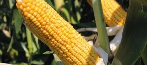 Maïs tardif BOBCAT MaïsPROTECTOR