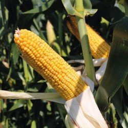 Maïs tardif BOBCAT MaïsPROTECTOR