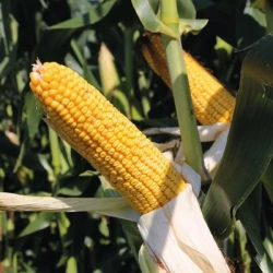 Maïs tardif BOBCAT MaïsPROTECTOR