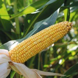 Maïs demi-tardif MUSTANG MaïsPROTECTOR