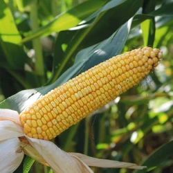 Maïs demi-tardif MUSTANG MaïsPROTECTOR