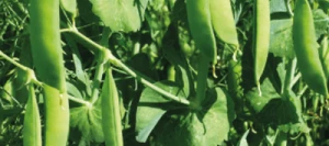 Pois protéagineux GENT AB non traité