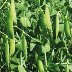 Pois protéagineux GENT AB non traité