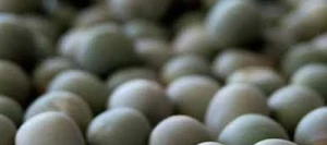 Pois protéagineux CARRINGTON PREPPER