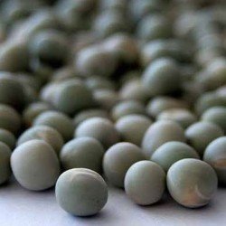 Pois protéagineux CARRINGTON PREPPER