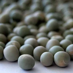 Pois protéagineux CARRINGTON PREPPER