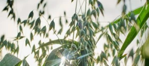 Avoine OCRE  Jaune AB non traité