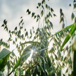 Avoine OCRE  Jaune AB non traité