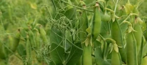 Pois protéagineux PERSAN PREPPER