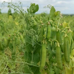 Pois protéagineux PERSAN PREPPER