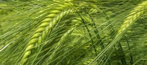 Orge 2R FONTANE VIBRANCE GOLD