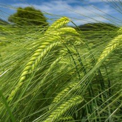 Orge 2R FONTANE VIBRANCE GOLD