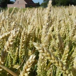 Blé tendre HASHTAG VIBRANCE GOLD