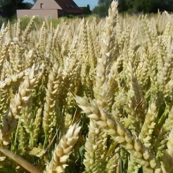 Blé tendre HASHTAG VIBRANCE GOLD