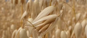 Avoine TITANT blanche VIBRANCE GOLD