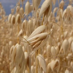 Avoine TITANT blanche VIBRANCE GOLD