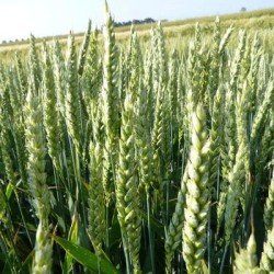 Conditionnement Blé tendre LENNOX AB COPSEED