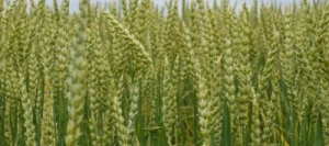 Blé tendre LISKAMM CELEST Net