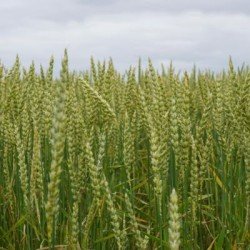 Blé tendre LISKAMM CELEST Net
