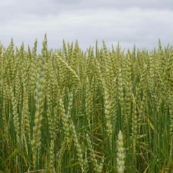 Blé tendre LISKAMM CELEST Net