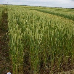 Conditionnement Blé tendre LISKAMM CELEST Net