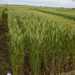 Blé tendre LISKAMM CELEST Net