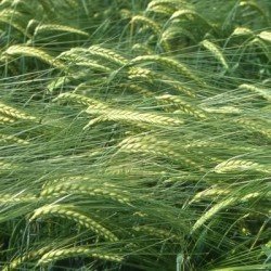 Orge 2R TASJA CELEST Net