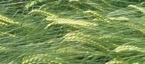 Orge 2R TASJA AB non traité