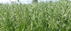 Avoine PLATIN  Jaune AB non traité