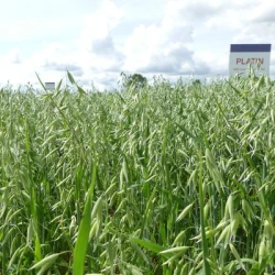 Avoine PLATIN  Jaune AB non traité
